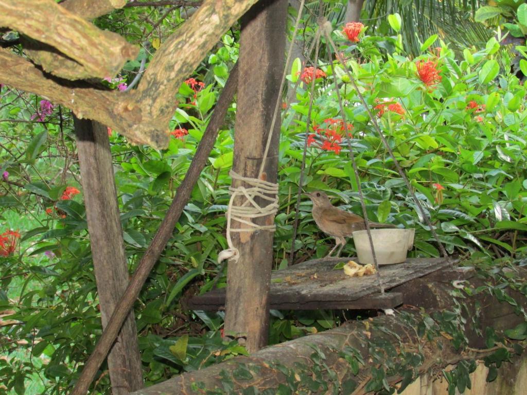 Pousada Ipitanga IV Lauro de Freitas Buitenkant foto