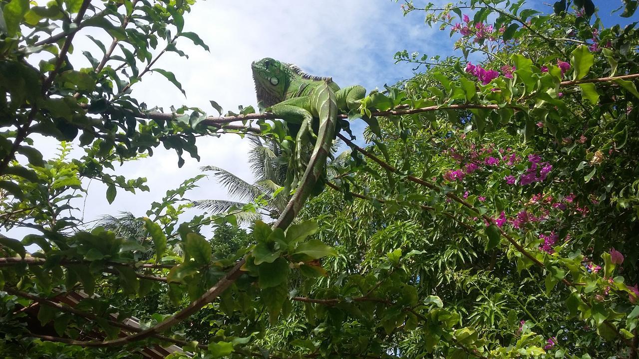 Pousada Ipitanga IV Lauro de Freitas Buitenkant foto